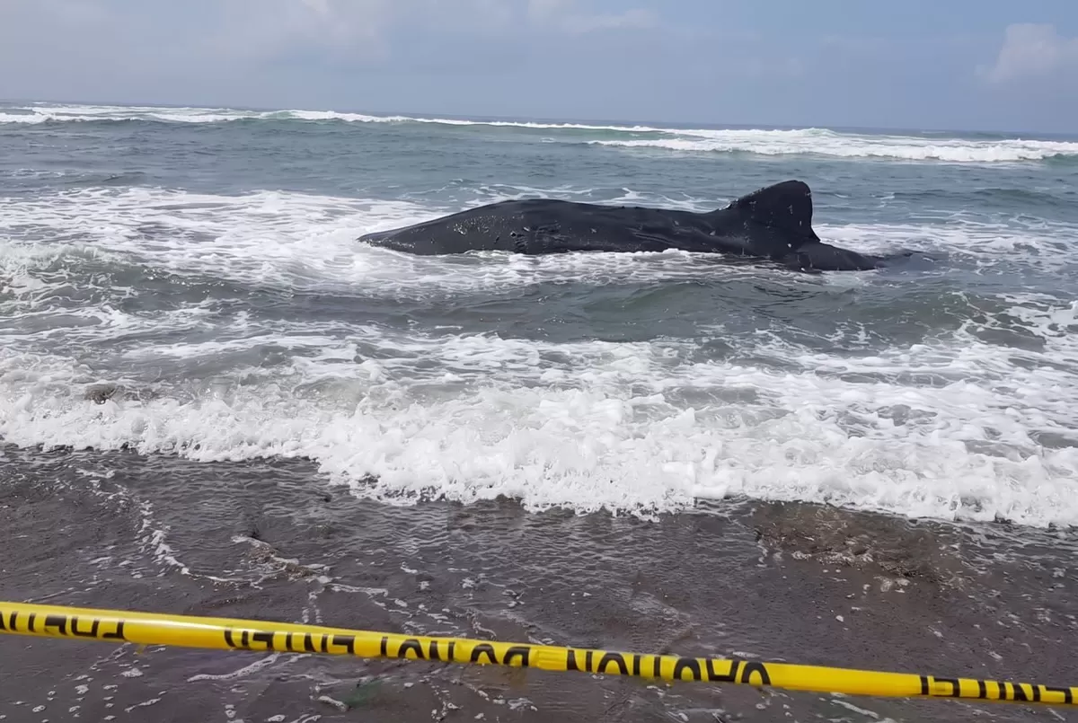 Kondisi hiu paus yang terdampar di bibir Pantai Parangkusumo, Yogyakarta, pada Minggu pagi. (TikTok/@three07_)