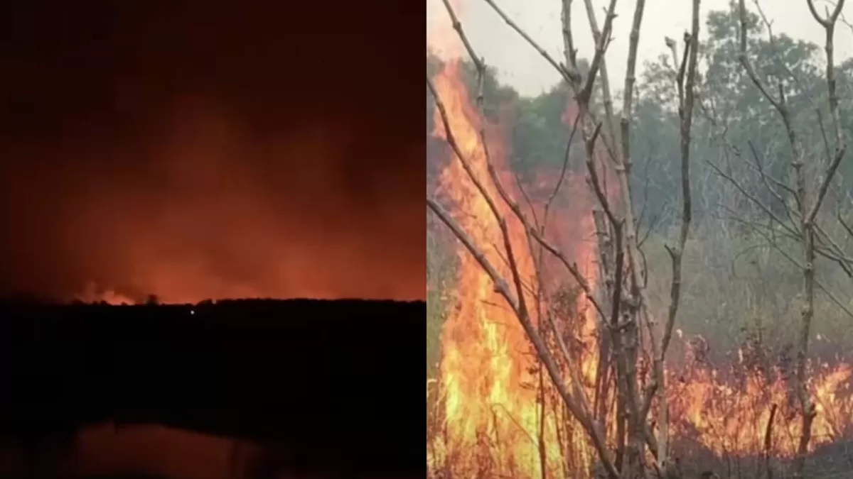 Petugas pemadam kebakaran masih berjuang padamkan api di Taman Nasional Way Kambas, Lampung Timur. (TikTok/karimaaiaaaa - Instagram/btn_waykambas)
