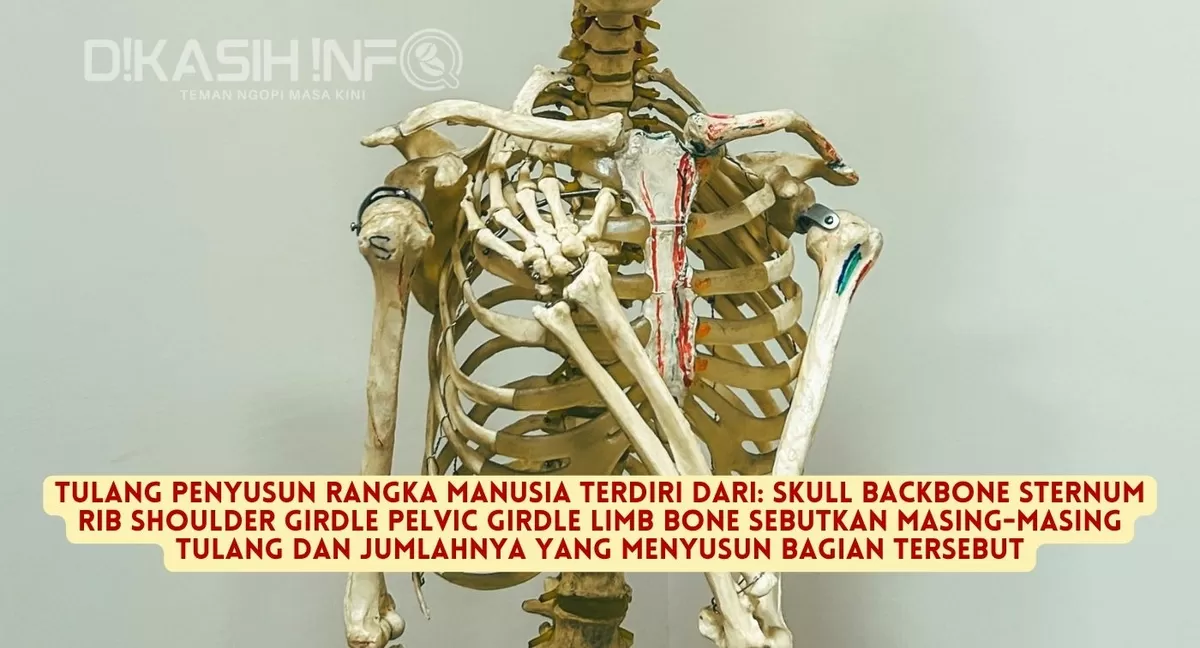 TULANG PENYUSUN RANGKA MANUSIA TERDIRI DARI: SKULL BACKBONE STERNUM RIB ...