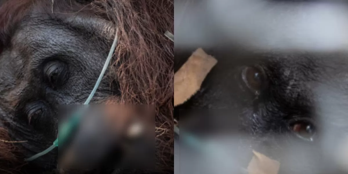 Menyoroti peristiwa pilu saat seekor orang utan dievakuasi warga dari kebakaran hutan dan lahan (karhutla) yang melanda Ketapang, Kalimantan Barat. (Instagram.com@pandemictalks)
