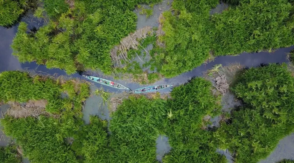 Keberadaan Lahan Gambut di Taman Nasional Sebangau (Borneo Nature Foundation)