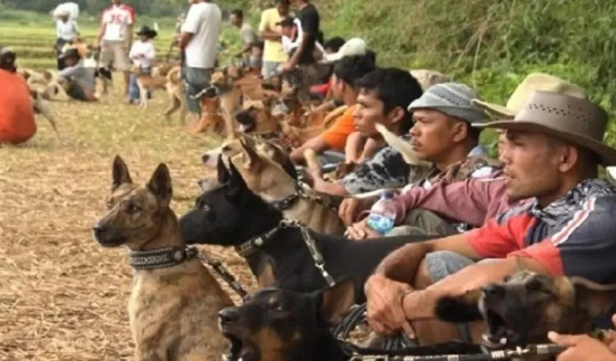 Para Pria Minang bersiap Buru Babi (info budaya)