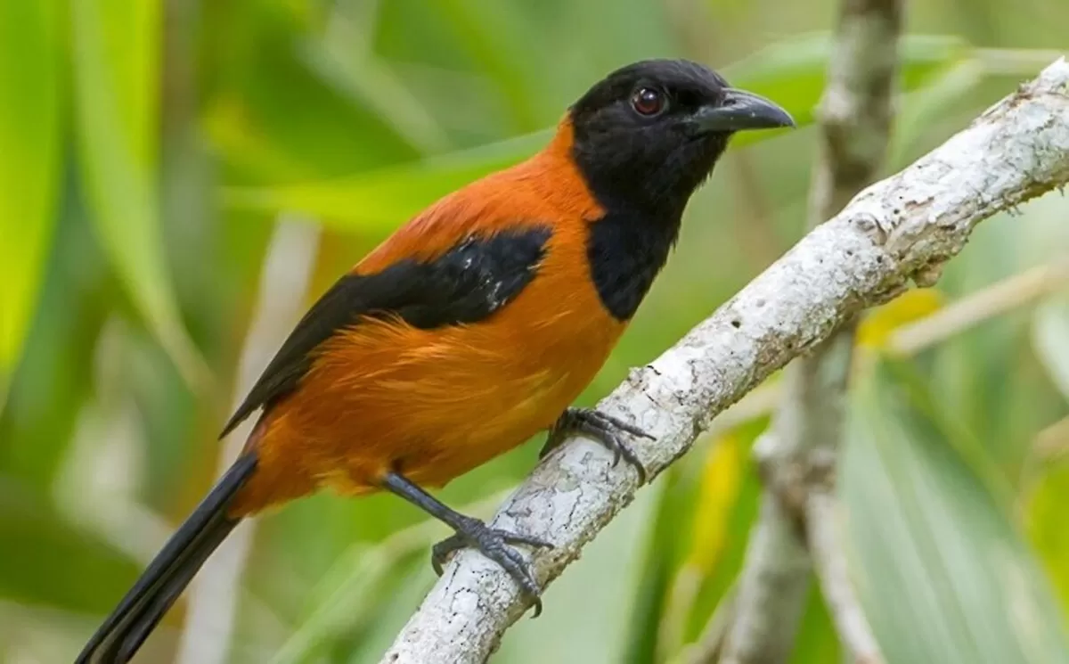 Burung Hooded Pitohui di alam bebas (e bird)
