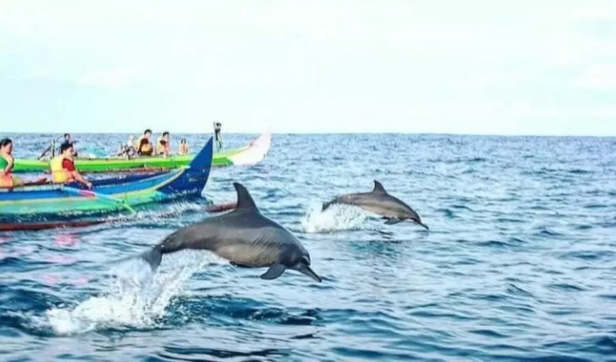Atraksi lumba-lumba di teluk Kiluan (Laut Sehat)