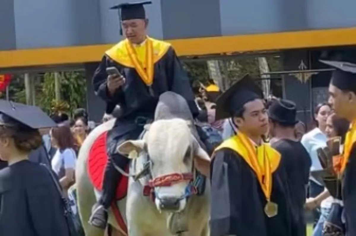 Adhisaka saat tunggangi sapi jantaan saat wisuda kelulusannya (tangkapan instagram)