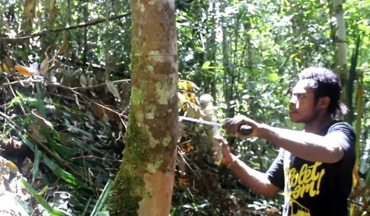 Warga Fakfak lokal sedang mengupas kayu Pohon Masoi untuk diekstrak menjadi minyak Atsiri (forest insight)