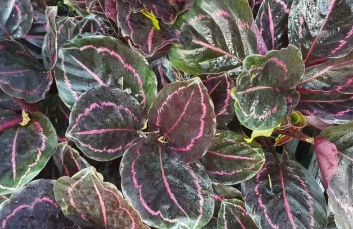 Tanaman Hias Calathea Black Lipstick (planet natural)