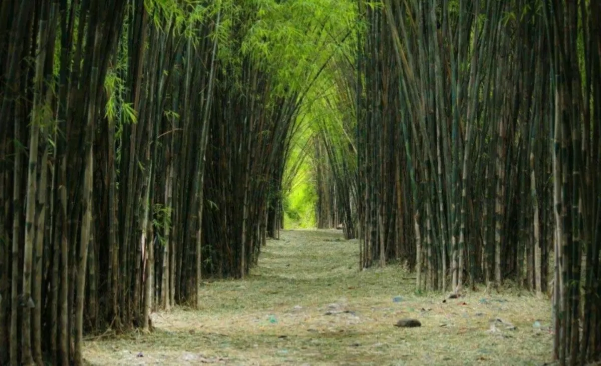 Hutan Bambu Keputih Surabaya (sewa bus surabaya)