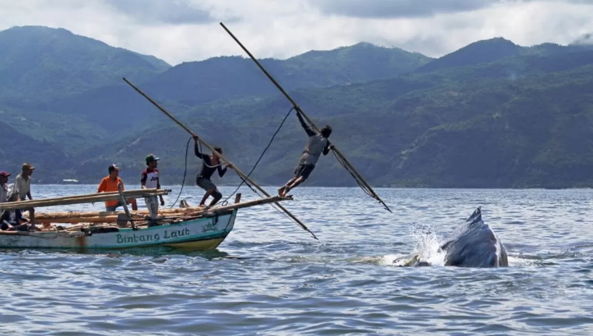 Tradisi berburu ikan paus di Lamalera (Paul Davison Photography)