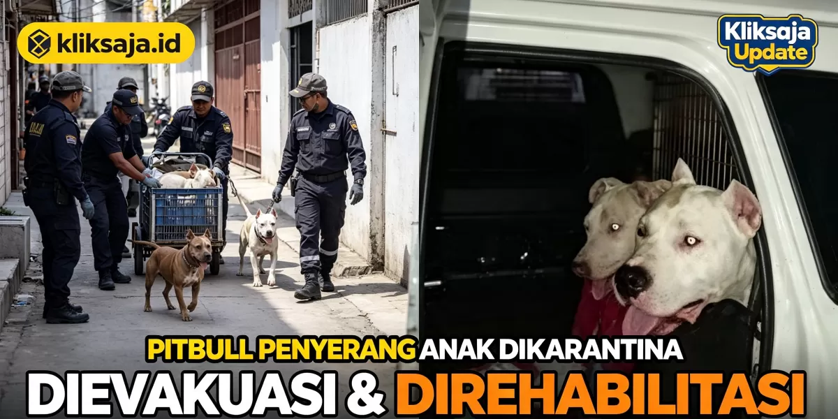 Anjing Pitbull yang Serang Anak 9 Tahun di Bandung Dikarantina: Begini Nasib Keduanya Setelah Dievakuasi SARC (Anjing pitbull yang gigit anak perempuan di Bandung dikarantina. (Instagram/sarc_subang))