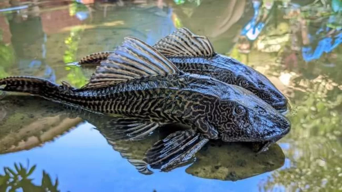 Konsumsi Ikan Sapu-Sapu Disebut Bisa Rusak Otak hingga Ginjal, Ini Kata Dinkes (Istimewa)