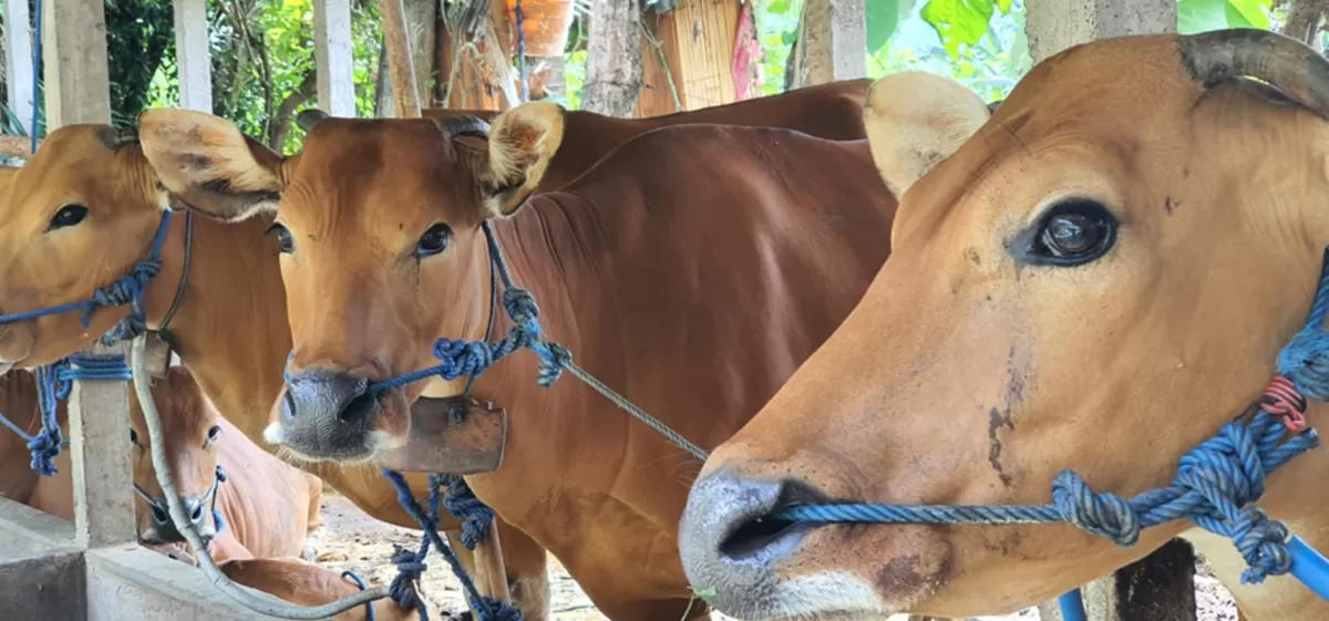 Jelang Idul Adha 2026, Pemerintah Pastikan Stok Daging Sapi Aman dan Harga Terkendali (Istimewa)
