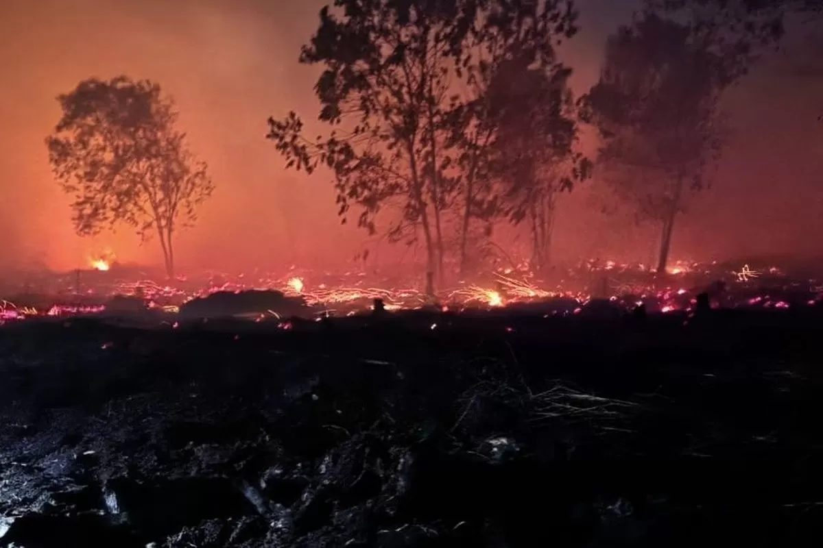 Ilustrasi - Empat Korporasi di Kalbar Diselidiki Terkait Karhutla, Pemerintah Buka Opsi Cabut Izin (Istimewa)
