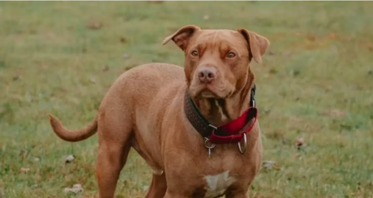 Foto ilustrasi - Kasus anjing pitbull menyerang seorang anak di Kabupaten Bandung hingga sebabkan luka parah.  (Unsplash/carolineziem)
