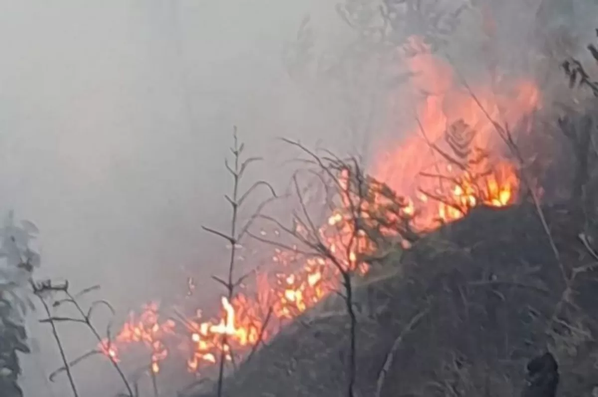 Potret kebakaran hutan (ANTARA/HO-Balai Besar TNBTS)