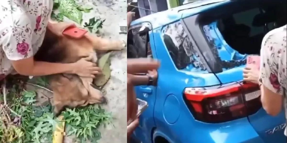 Seekor anjing yang diduga menjadi korban percobaan pencurian dievakuasi warga setelah pelaku gagal kabur di Batam. (X/B3doel___)