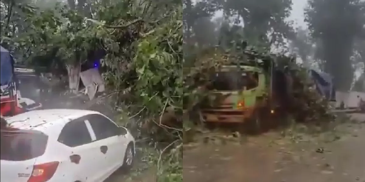 Pohon besar tumbang menutup badan jalan di Jalur Alas Roban.  ((X/merapi_uncover))