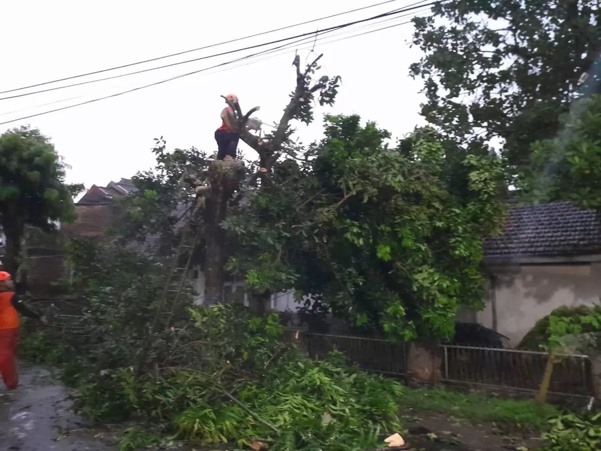 Pohon tumbang di Jember. (Dok BPBD Jember)