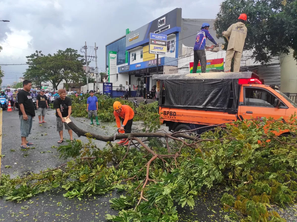 Kondisi pohon tumbang di jalan raya. (Dok BPBD Jember)