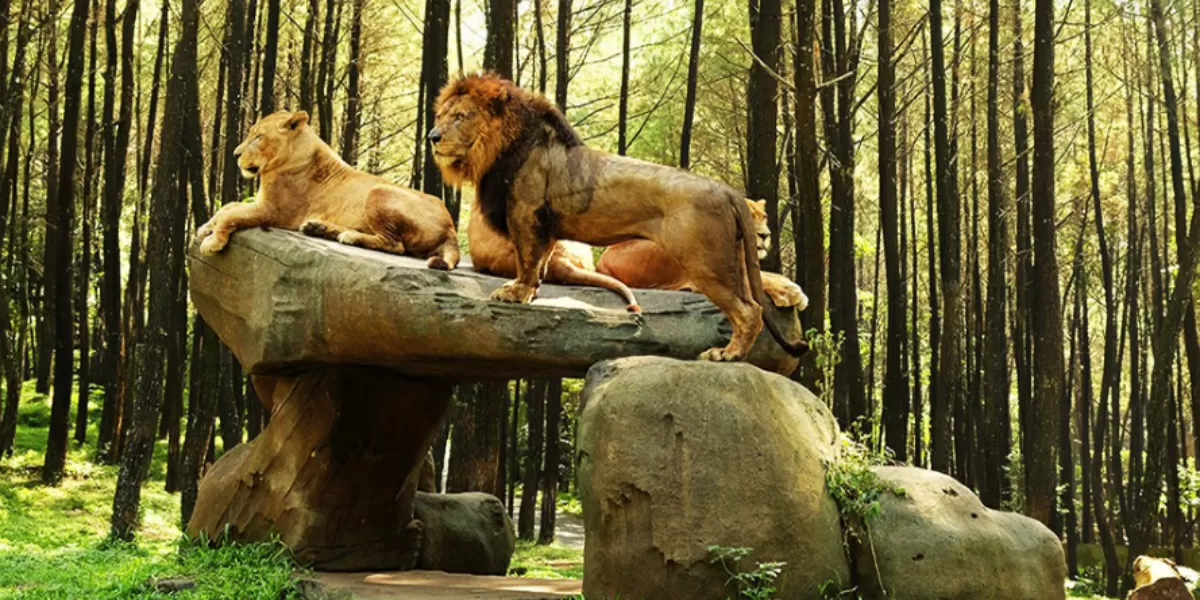 Rekomendasi tempat wisata terbaik keluarga, Taman Safari Prigen. (safariprigen.com)
