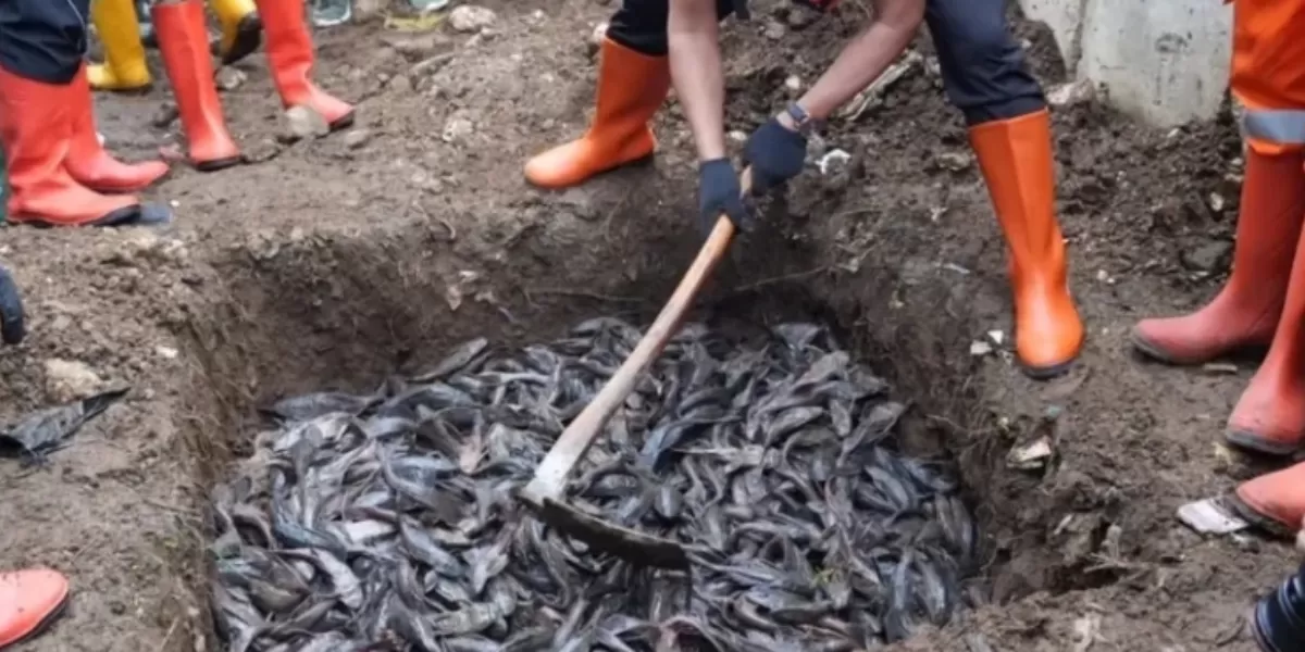 Pemusnahan ikan sapu-sapu hasil tangkapan di beberapa sungai di Jakarta dilakukan dengan dikubur.   (Instagram/kotajakartatimur)