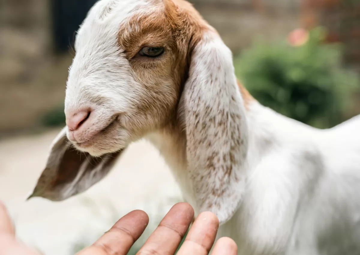 Gambar bergerak lucu untuk Hari Raya Idul Adha 1447 H. (Pexels.com/Iqbal farooz)