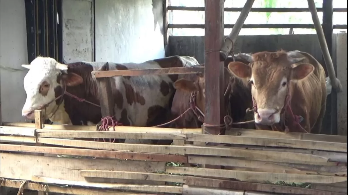 Hewan kurban di Kabupaten Jember. (Angga Juli Setiawan/SketsaNusantara.id)