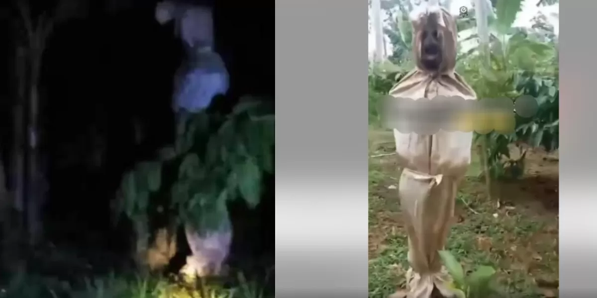 Penampakan pocong di kebun warga Silo Jember  (Instagram @jember24jam_)