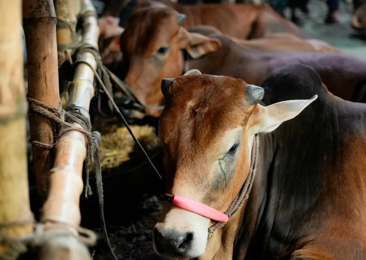 &lrm;Ucapan Hari Raya Idul Adha 1447 Hijriah. (Pexels.com/Monirul Islam)