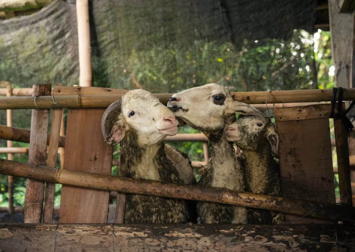 Ucapan Hari Raya Idul Adha 2026. (Pexels.com/Faisal Hendra)