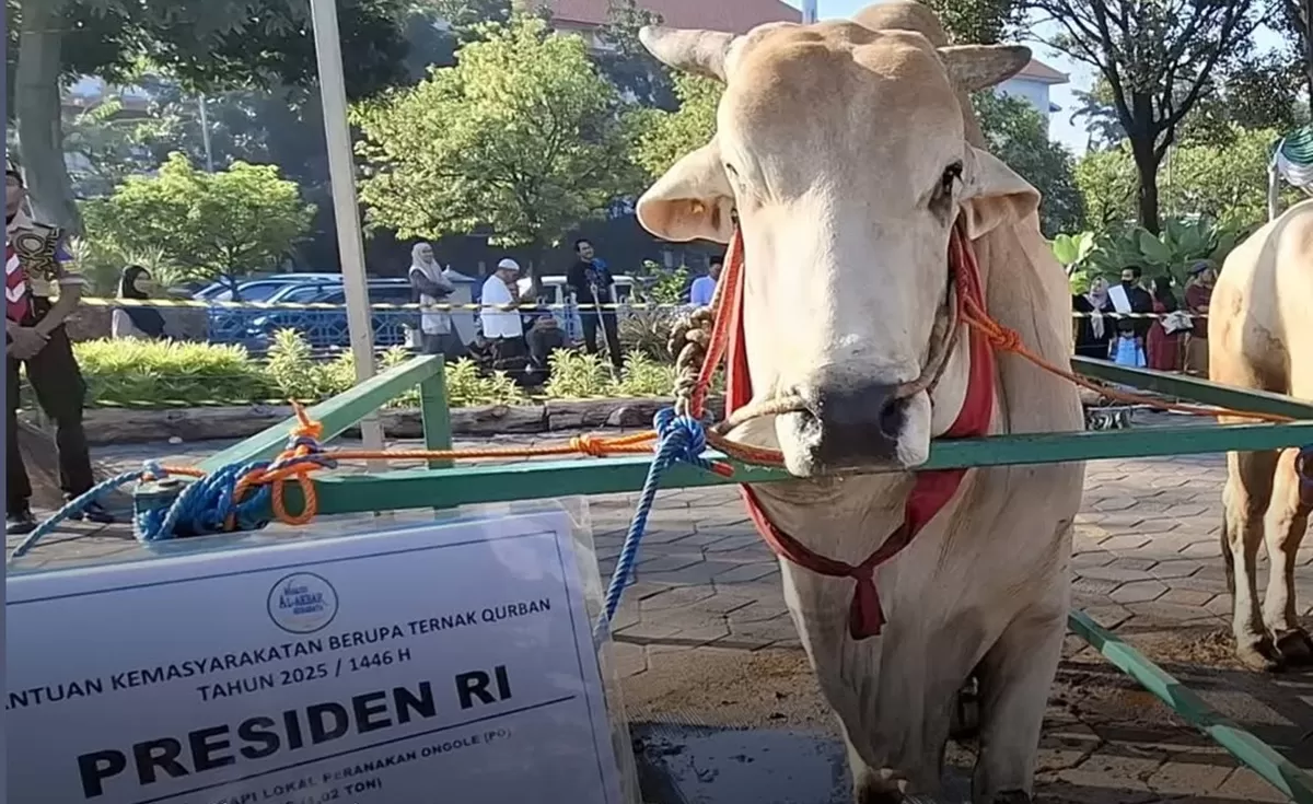 Potret salah satu sapi hewan qurban di Masjid Al Akbar Surabaya yang dibeli dengan dana dari APBN untuk disembelih pada Hari Raya Idul Adha 2026  (Instagram/suarasurabaya)