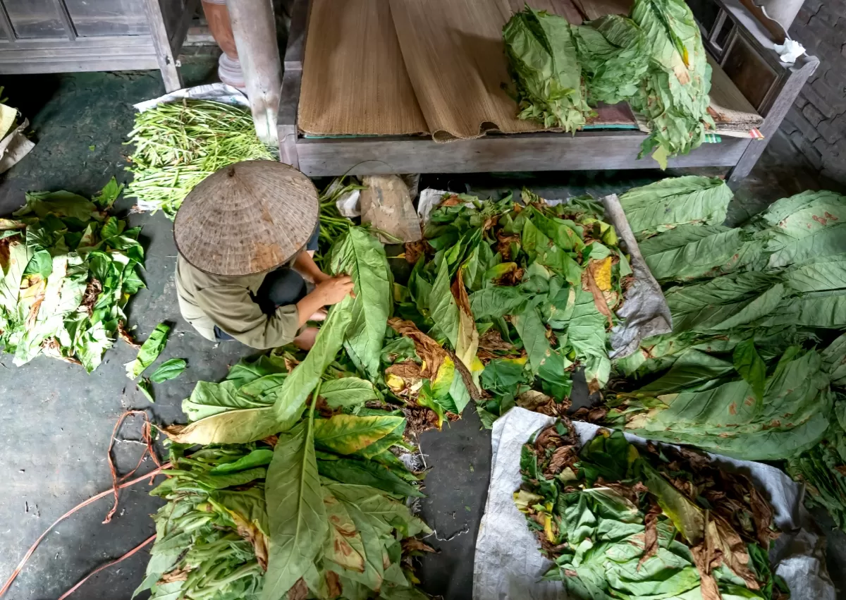 Hari tanpa tembakau sedunia. (Pexels.com/Quang Nguyen Vinh)