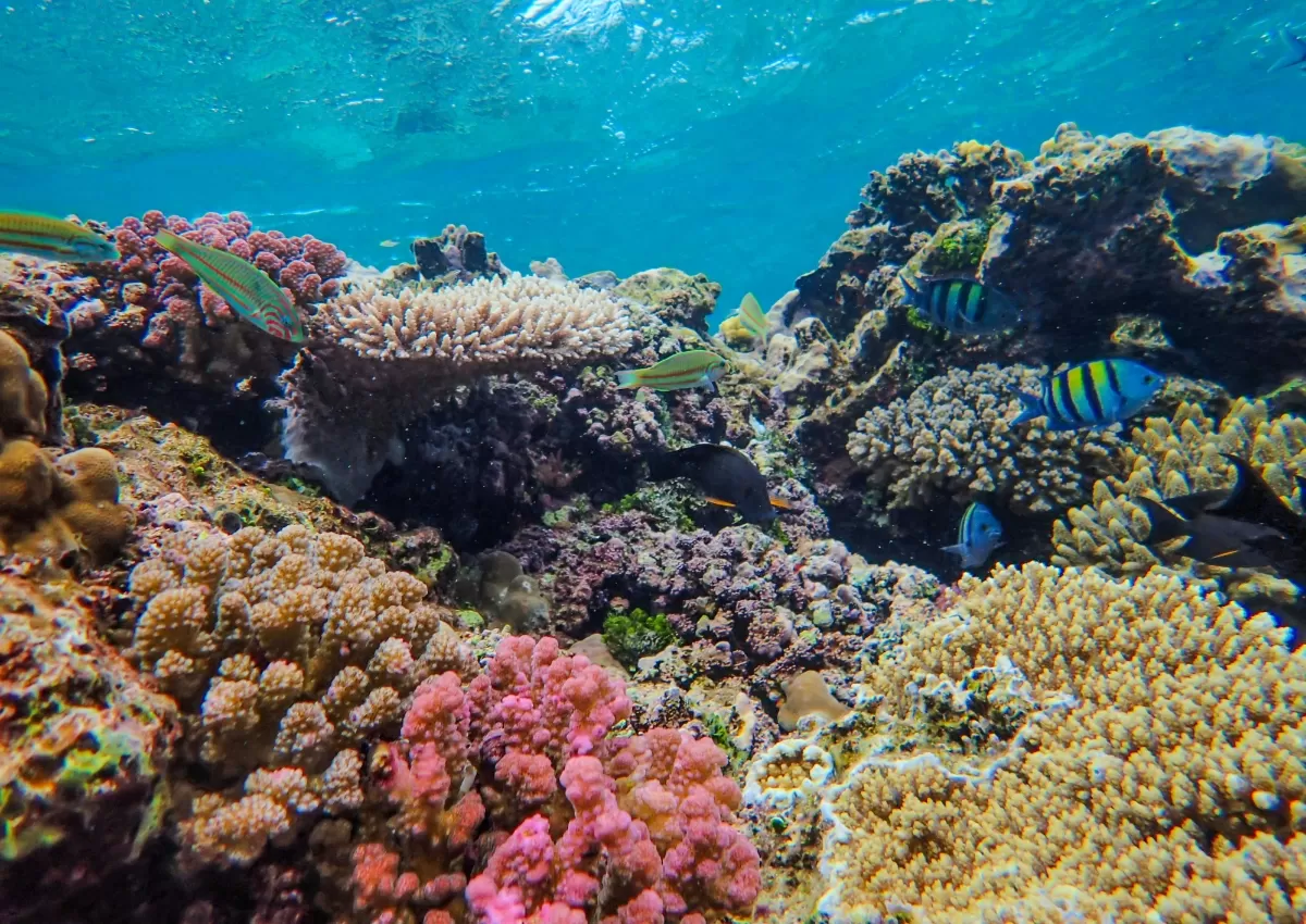 Poster Hari Laut Sedunia 2026. (Pexels.com/Francesco Ungaro)