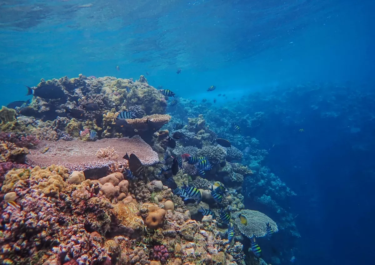 Ucapan Hari Laut Sedunia 2026. (Pexels.com/Francesco Ungaro)