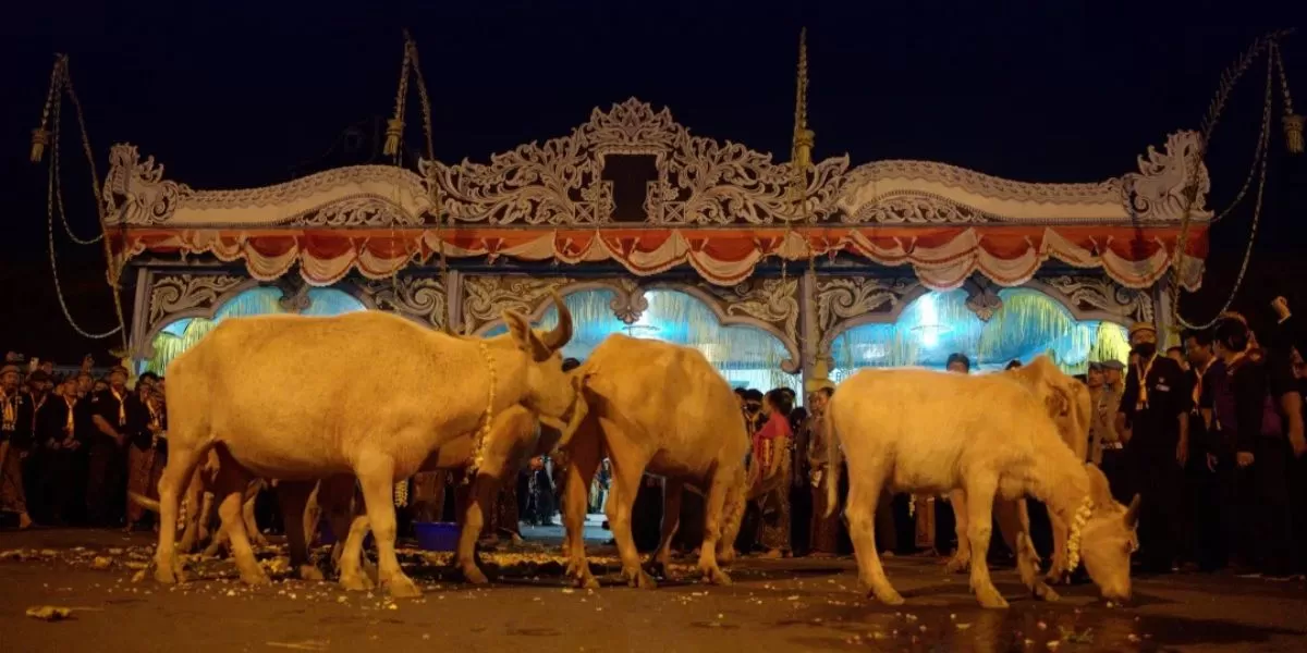 Kebo Bule, salah satu daya tarik dalam tradisi kirab 1 Suro Keraton Surakarta (Instagram/@karatonsurakartahadiningrat)