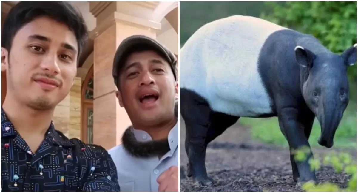 Alshad Ahmad dan Irfan Hakim soroti video viral Tapir Sumatra diburu hingga disembelih warga padahal termasuk satwa liar dilindungi (YouTube Alshad Ahmad)