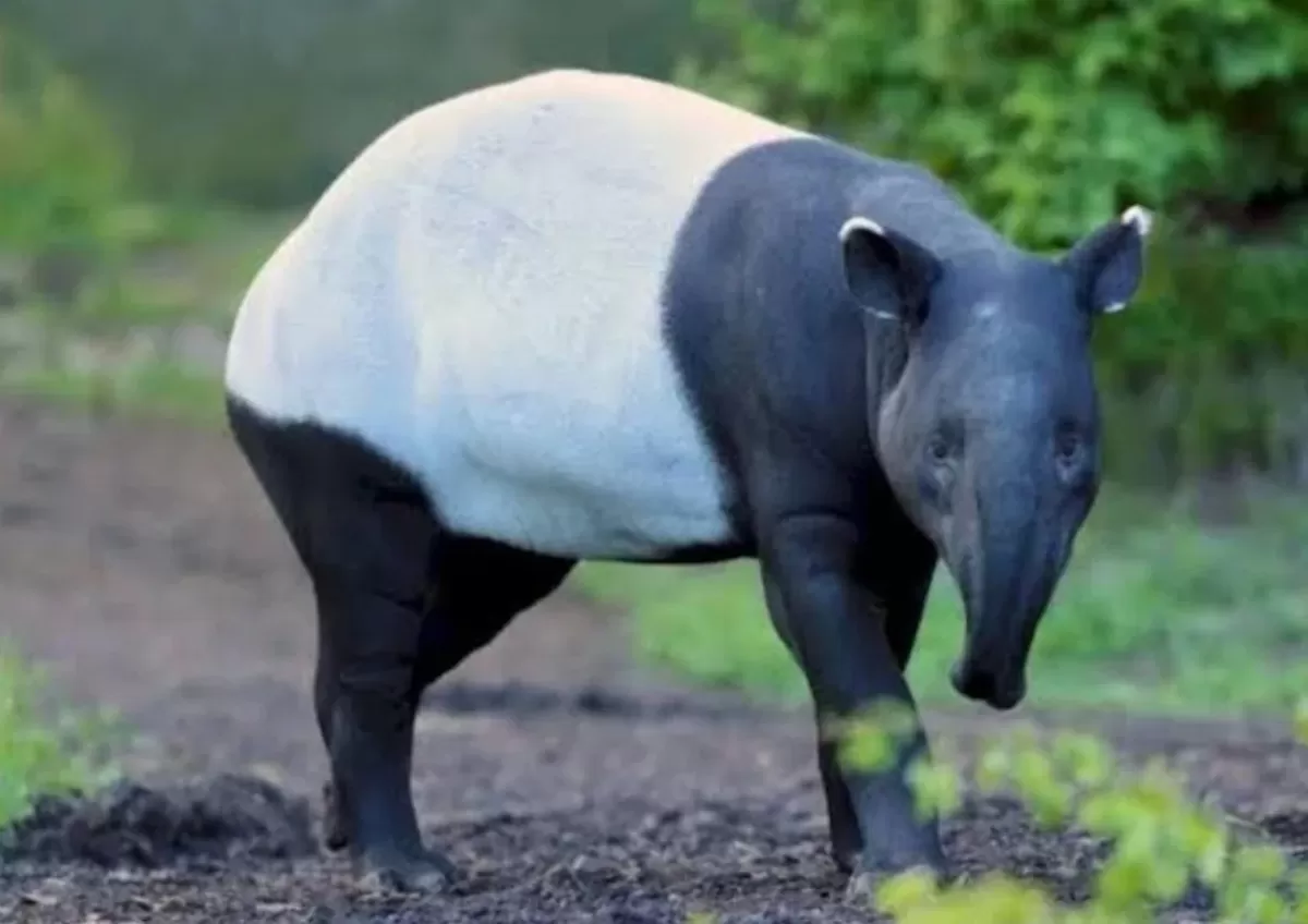 Potret Tapir Sumatra yang disembelih warga di Lampung, padahal termasuk hewan endemik yang dilindungi di Indonesia (Instagram/bbksda_riau)
