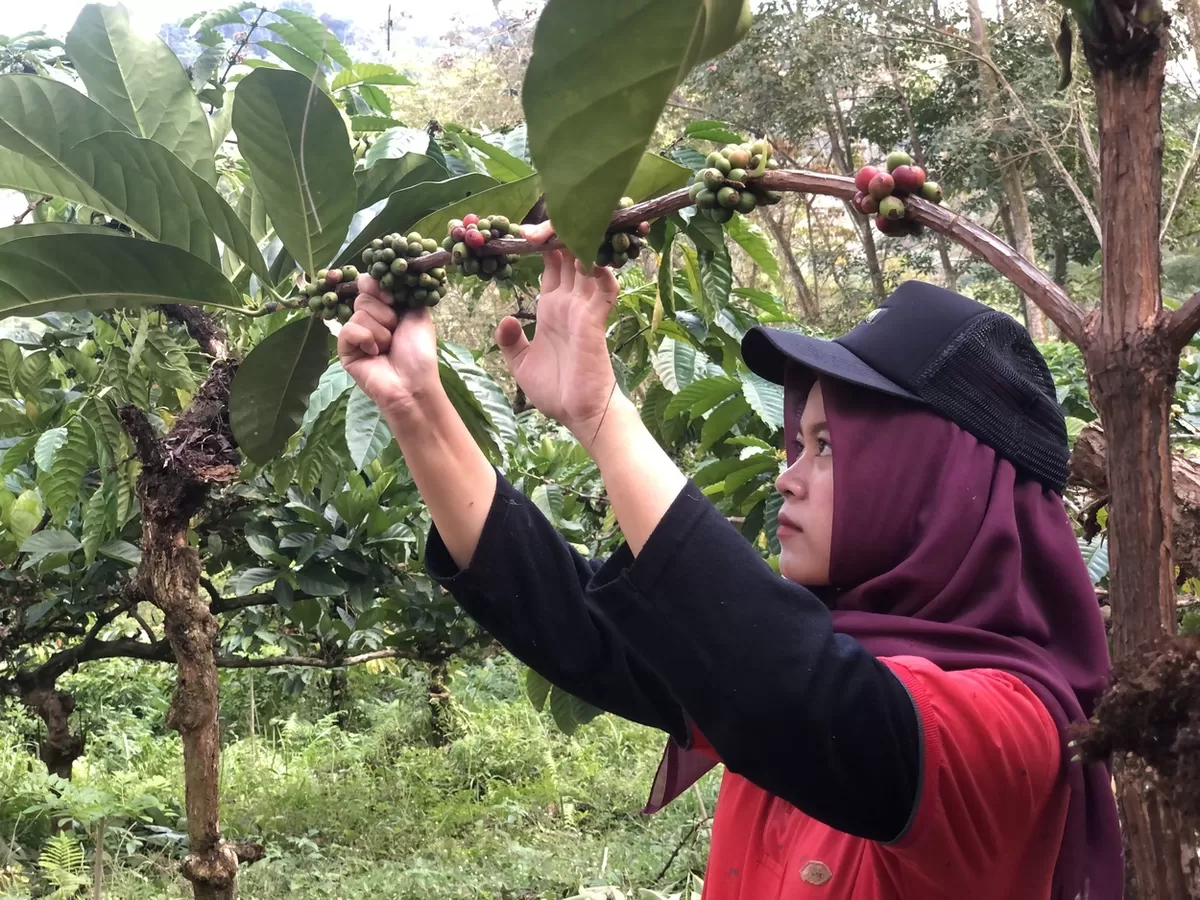 Proses petik kopi di Kebun Gunung Pasang. (Angga Juli Setiawan/SketsaNusantara.id)