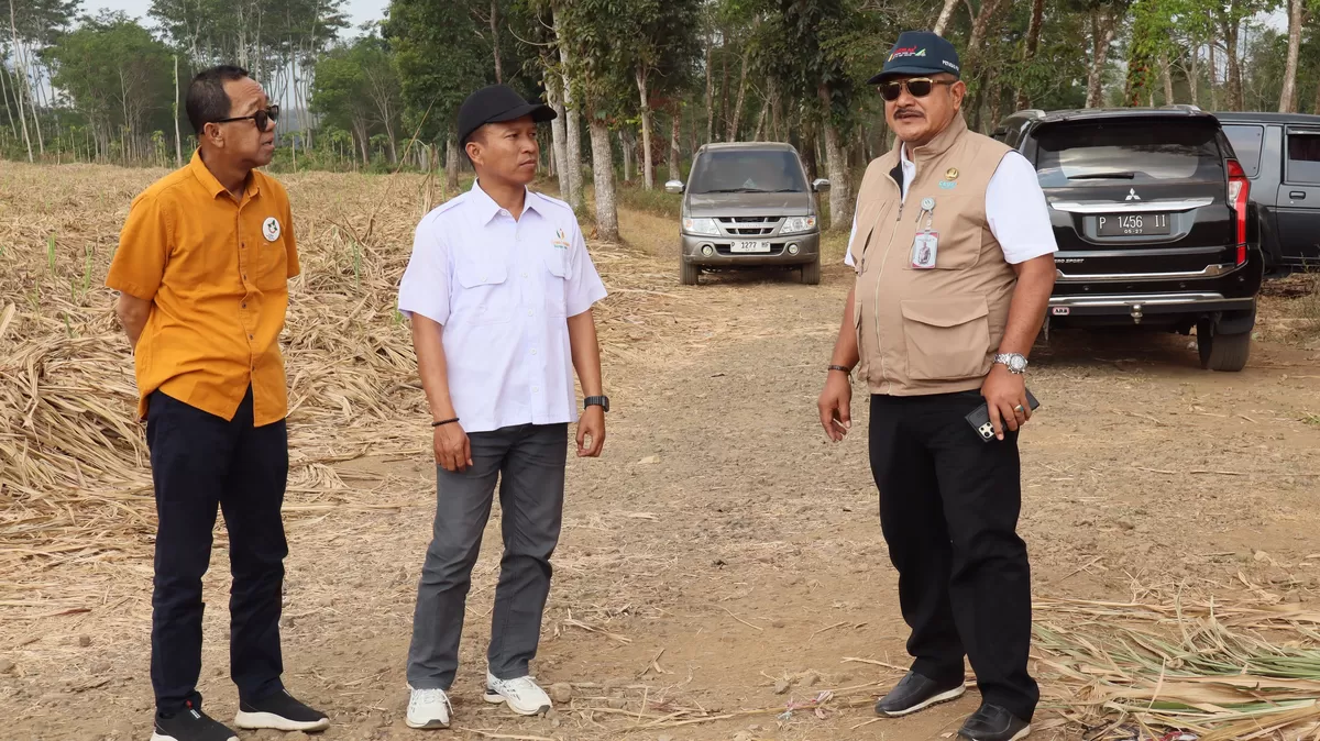 Peninjauan ke lahan tebu milik PDP Kahyangan. (Angga Juli Setiawan/SketsaNusantara.is)