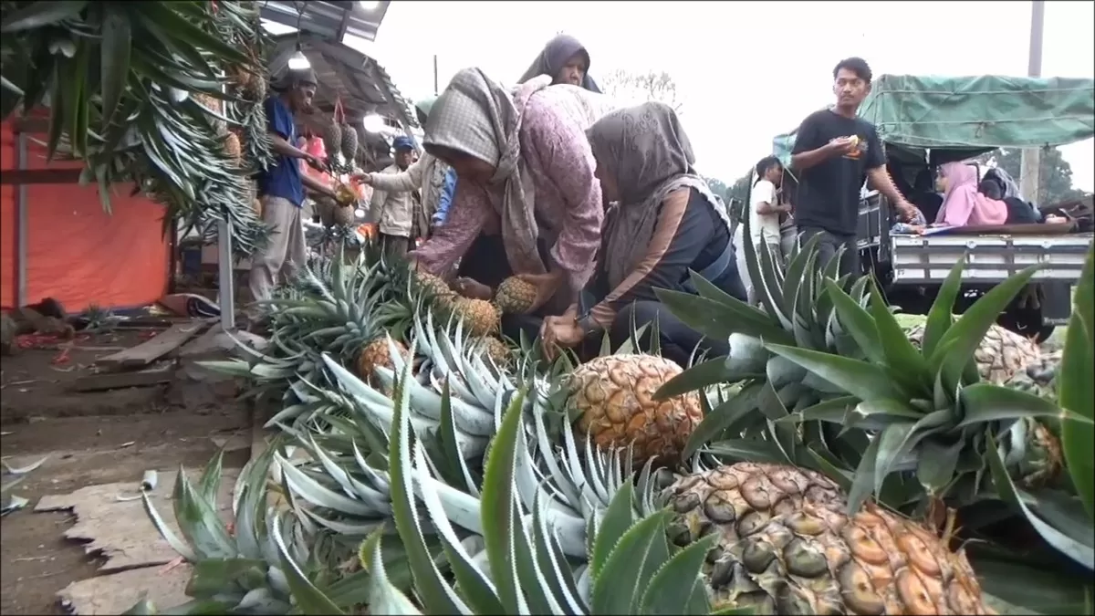 Nanas Subang banyak diburu para pemudik untuk oleh-oleh (Ist)