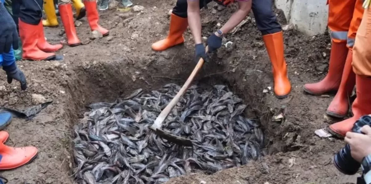Pemusnahan ikan sapu-sapu hasil tangkapan di beberapa sungai di Jakarta dilakukan dengan dikubur. (Instagram/kotajakartatimur)