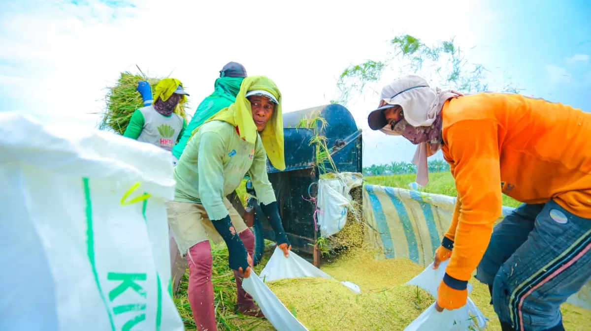 Produksi beras Indonesia mengalami kenaikan (Ist)
