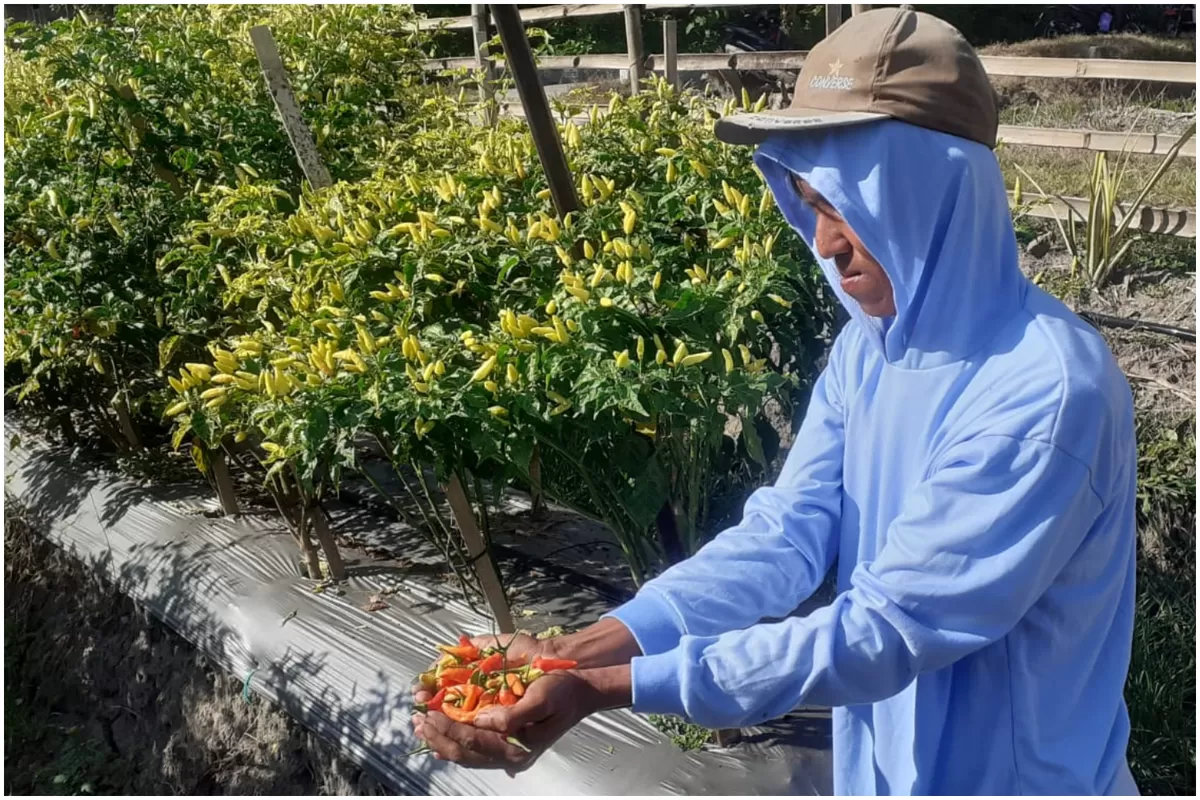 Pemerintah Desa dan Badan Usaha Milik Desa (BUMDes) Tlogorandu, Kecamatan Juwiring, Kabupaten Klaten, Jawa Tengah, panen cabai. (Portaloka.id/Wulan Kurnia Putri)