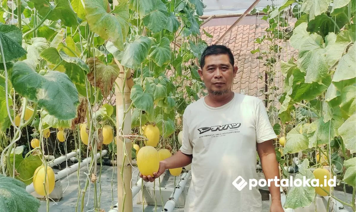 Kuswanda, petani melon asal Cikoneng, Ciamis (Portaloka.id/Arman)