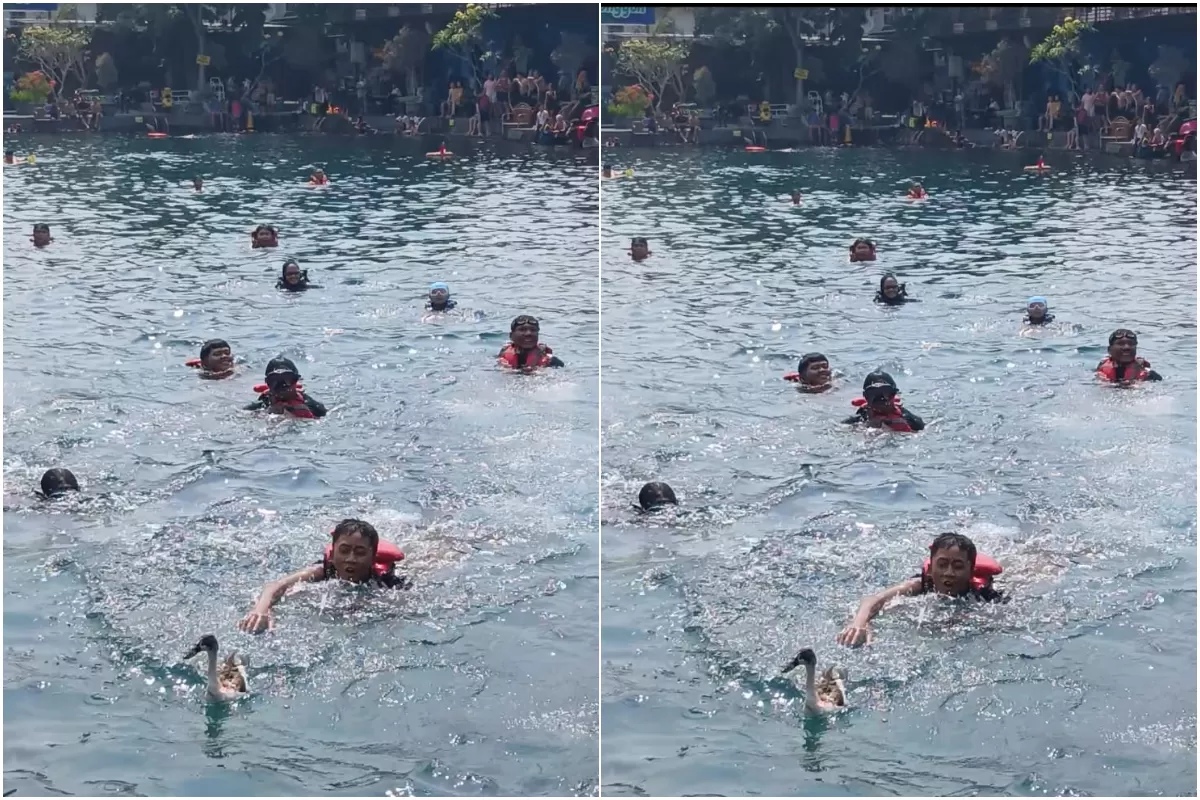 Pengelola Umbul Ponggok Klaten, Jawa Tengah menggelar lomba menangkap bebek bagi wisatawan. (Portaloka.id/Wulan KP)
