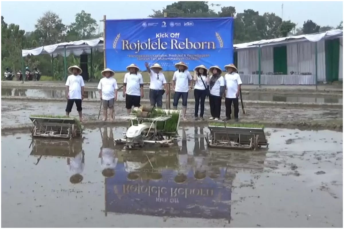 Muhammadiyah Kembangkan Rojolele Reborn di Klaten, Jawa Tengah. (Portaloka.id/WKP)