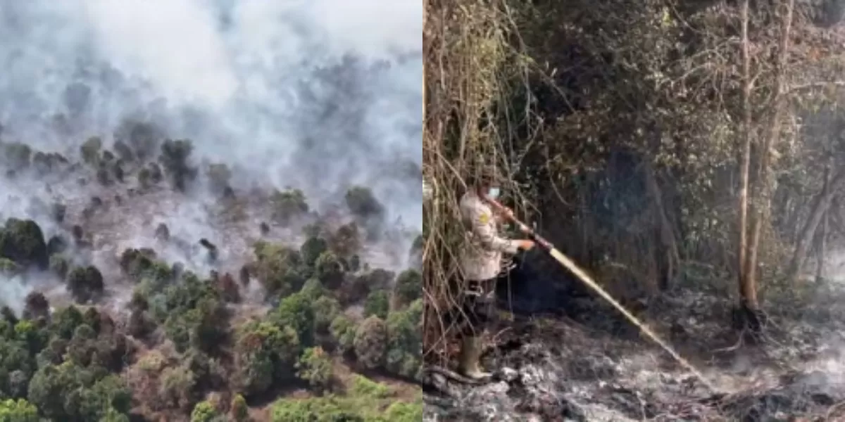 Menyingkap fakta di balik kebakaran hutan dan lahan (Ist)