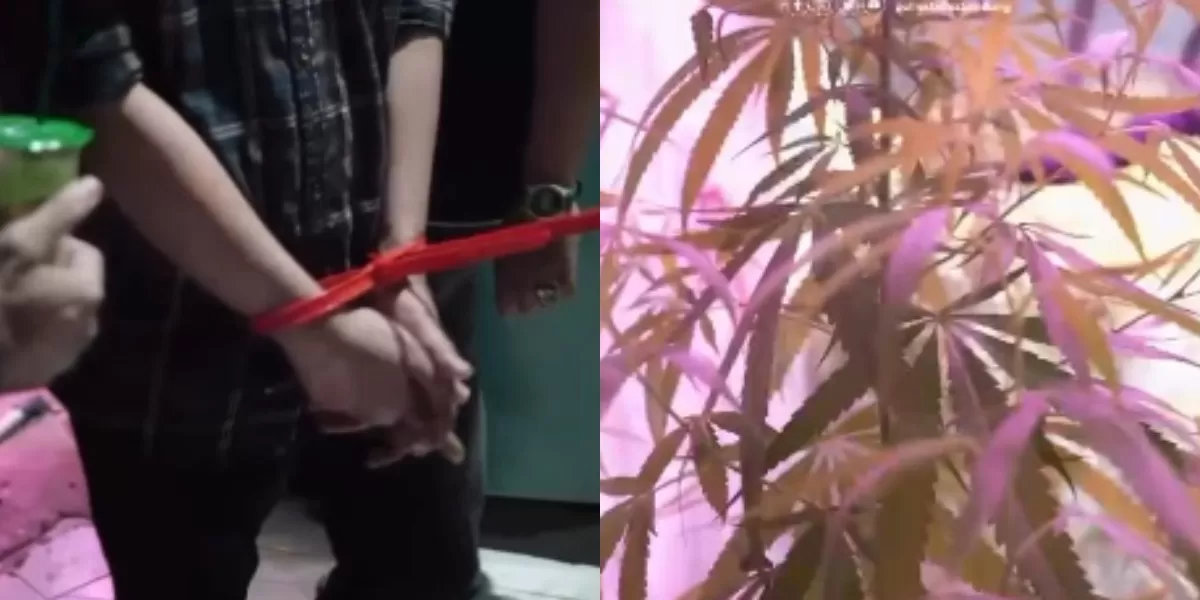 Penemuan puluhan pohon ganja di rumah ASN di Cileunyi, Bandung (Instagram @polrestabesbandung)