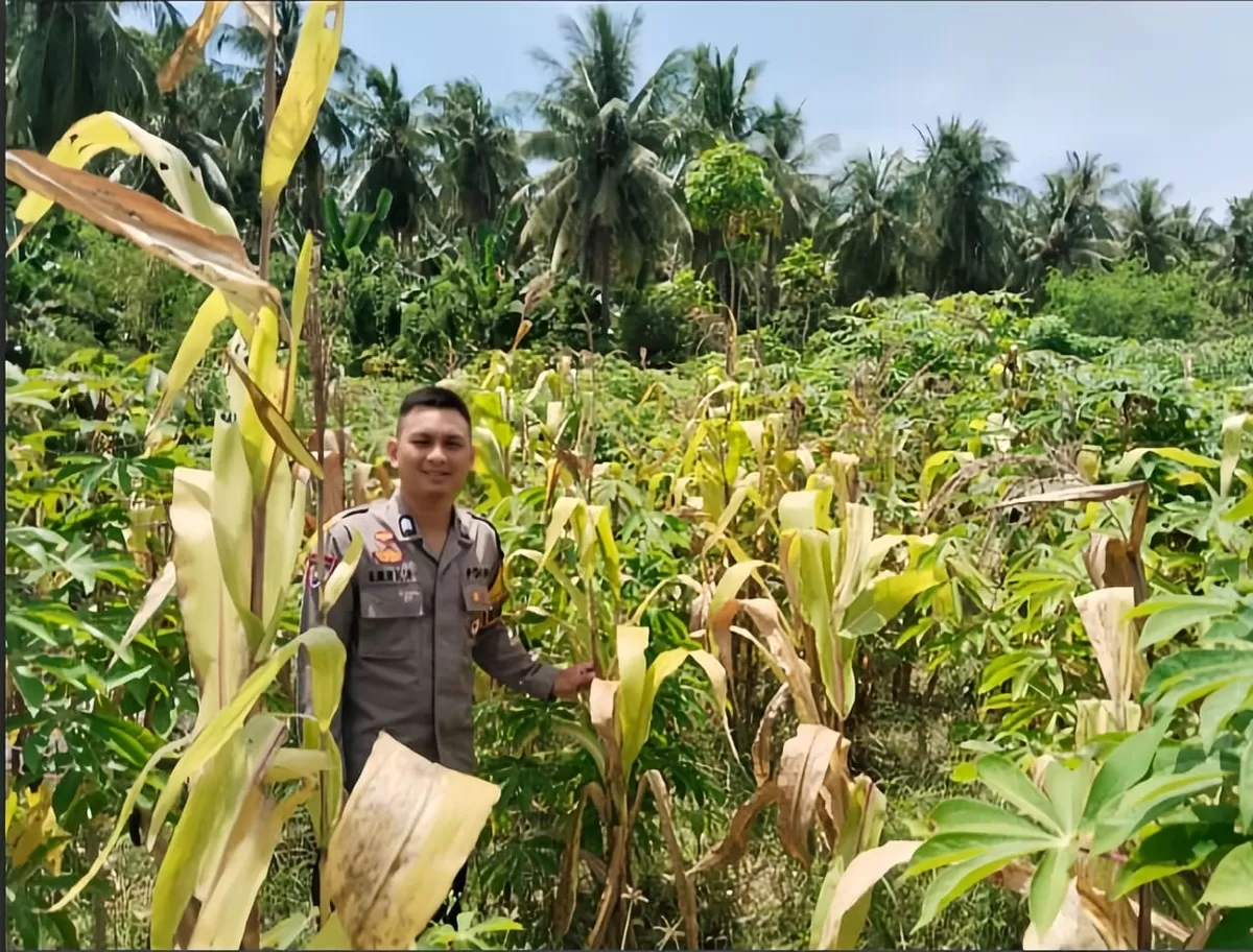 Polres Majene perkuat ketahanan pangan di Banggae. Bhabinkamtibmas turun ke kebun jagung pantau kendala petani demi jaga ekonomi dan stabilitas kamtibmas.