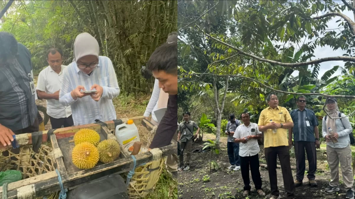 Kanwil Kemenkumham Sulteng lakukan pemeriksaan substantif Indikasi Geografis Durian Nambo di Banggai. Langkah nyata lindungi potensi produk unggulan daerah.